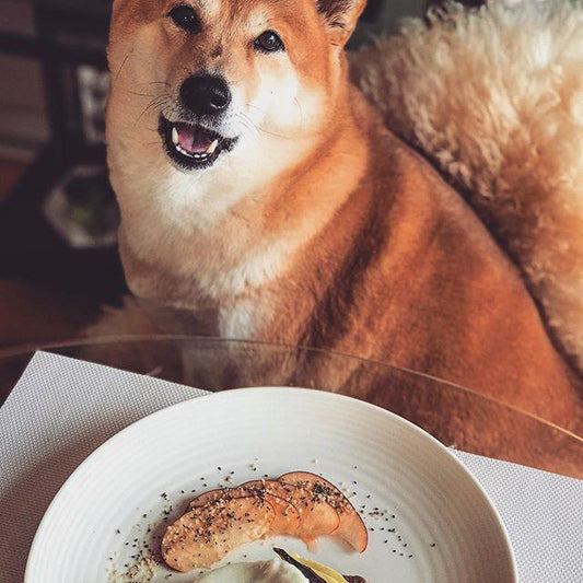 9 Ways to SUPERCHARGE Your Dog’s Dinner - Only One Treats