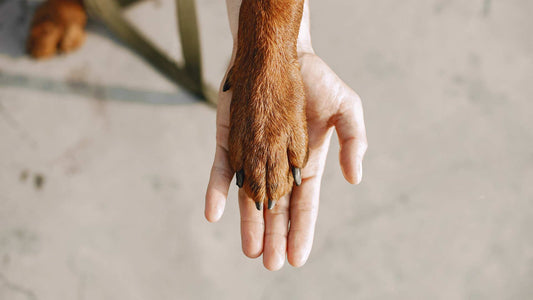Beat the Heat with Paw Balm - Only One Treats