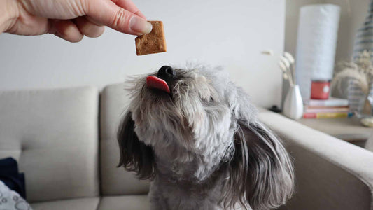 Easy-to-Eat Soft Treats for Dogs - Only One Treats