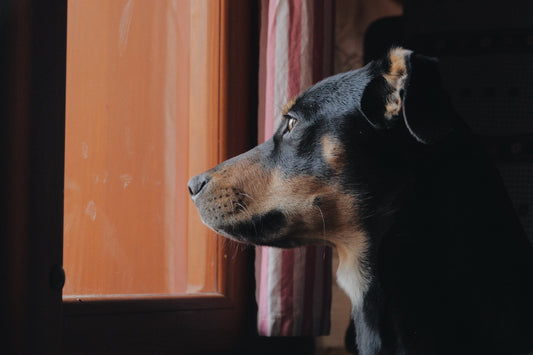 Indoor Entertainment for Dogs During Bad Weather - Only One Treats