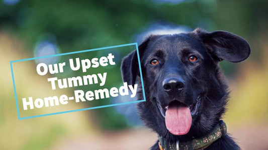 One Simple Trick To Stop Your Dog’s Diarrhea - Only One Treats