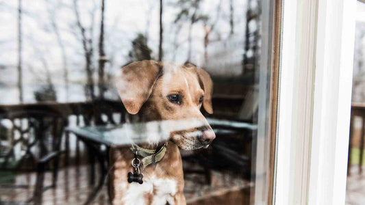 Deep Dive: Can Dogs Have Seasonal Mood Swings? - Only One Treats
