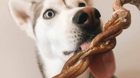 What is a Pizzle Stick? - Only One Treats