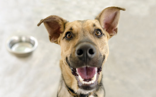 Why Is My Dog Still Hungry? - Only One Treats