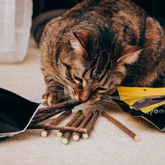 Purrfectly.Amber enjoying Silvervine Sticks