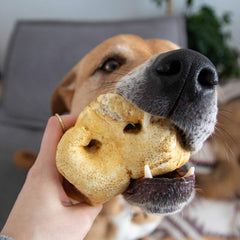 A partner enjoying a Smoked Pork Snout - Only One Treats
