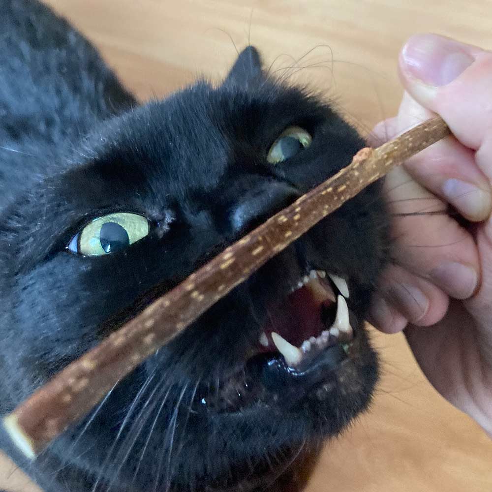 Silvervine Cat Treat Sticks Pack of 10 - Only One Treats