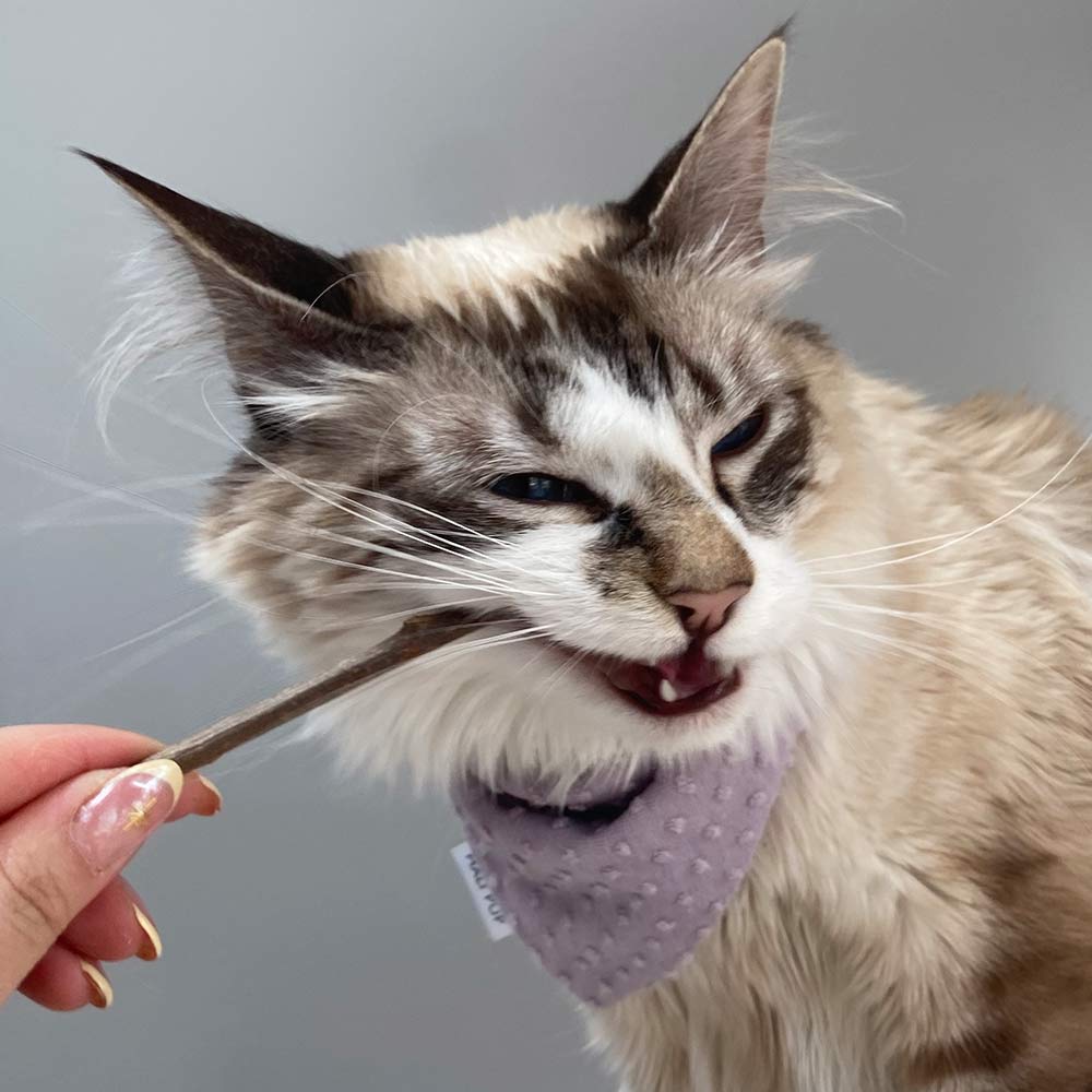 Silvervine Cat Treat Sticks Pack of 4 - Only One Treats
