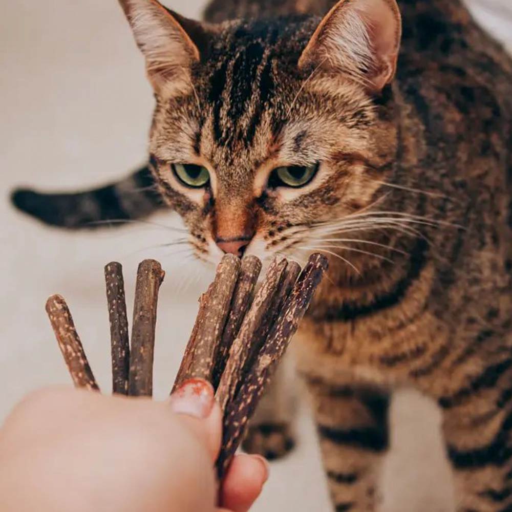 Silvervine Cat Treat Sticks Pack of 50 - Only One Treats