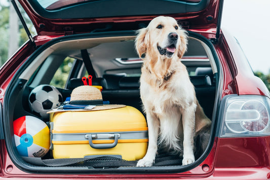 7 Simple Steps for a Successful Road Trip with Your Dog - Only One Treats