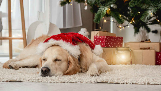 A Feast for Dogs – Holiday Favourites for your Furry Friends! - Only One Treats