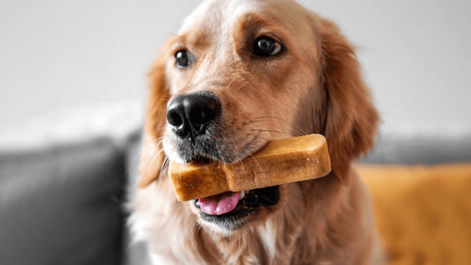 All About Himalayan Yak Chews for Dogs - Only One Treats