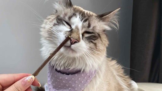 Are Silvervine Sticks Safe for Cats? A Fun Alternative to Cat Nip! - Only One Treats
