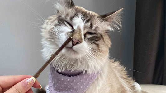 Silvervine Sticks: A Fun Alternative to Cat Nip! - Only One Treats