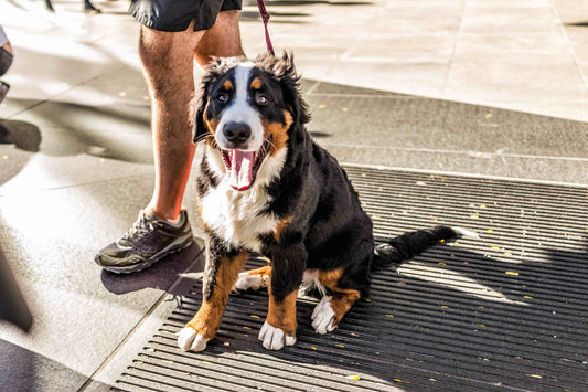 Be Prepared this Summer: How to Prevent, Identify, and Treat Heatstroke in Dogs - Only One Treats