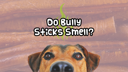 Stinky Sticks: Bully Sticks and their Smell