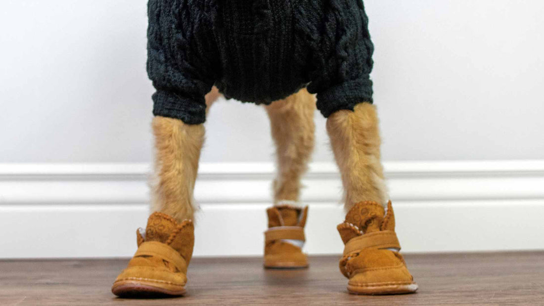 How cold is too cold for my dog: 4 ways to protect your dog during winter in Canada - Only One Treats