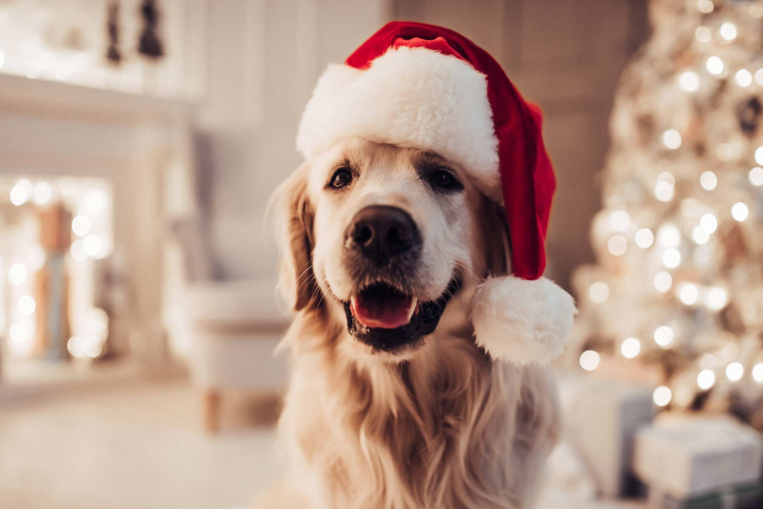 Our Wishlist is Here: The 10 Best Christmas Gifts for Your Dog - Only One Treats
