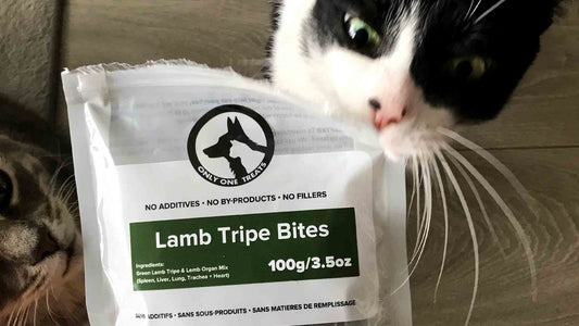 Spoil Your Feline Friend: Unique Cat Treats They'll Love - Only One Treats