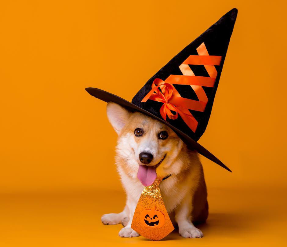 Keeping your pet safe on Halloween! - Only One Treats