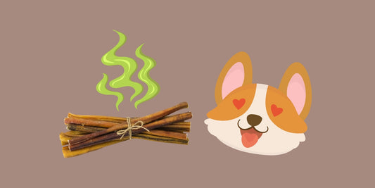 Stinky Sticks: Bully Sticks and their Smell - Only One Treats