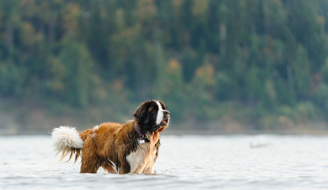 The 6 Best Beaches and Parks in BC to Visit with Your Dog - Only One Treats