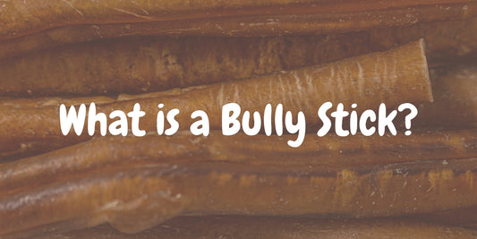 What is a Bully Stick? - Only One Treats
