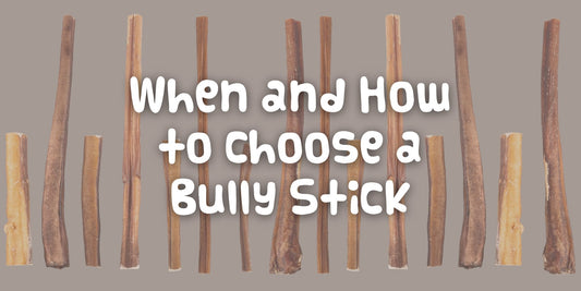 When and How to Choose a Bully Stick - Only One Treats