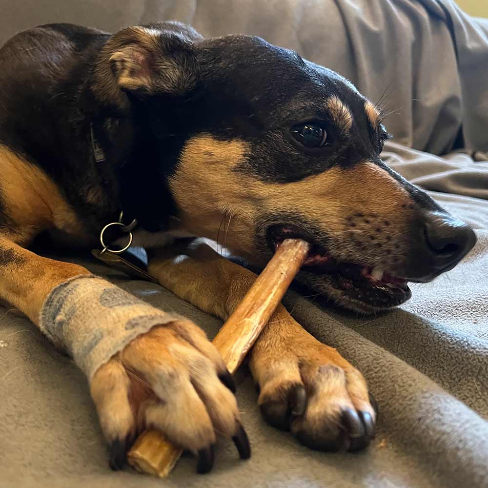 12" Standard Bully Stick - Only One Treats
