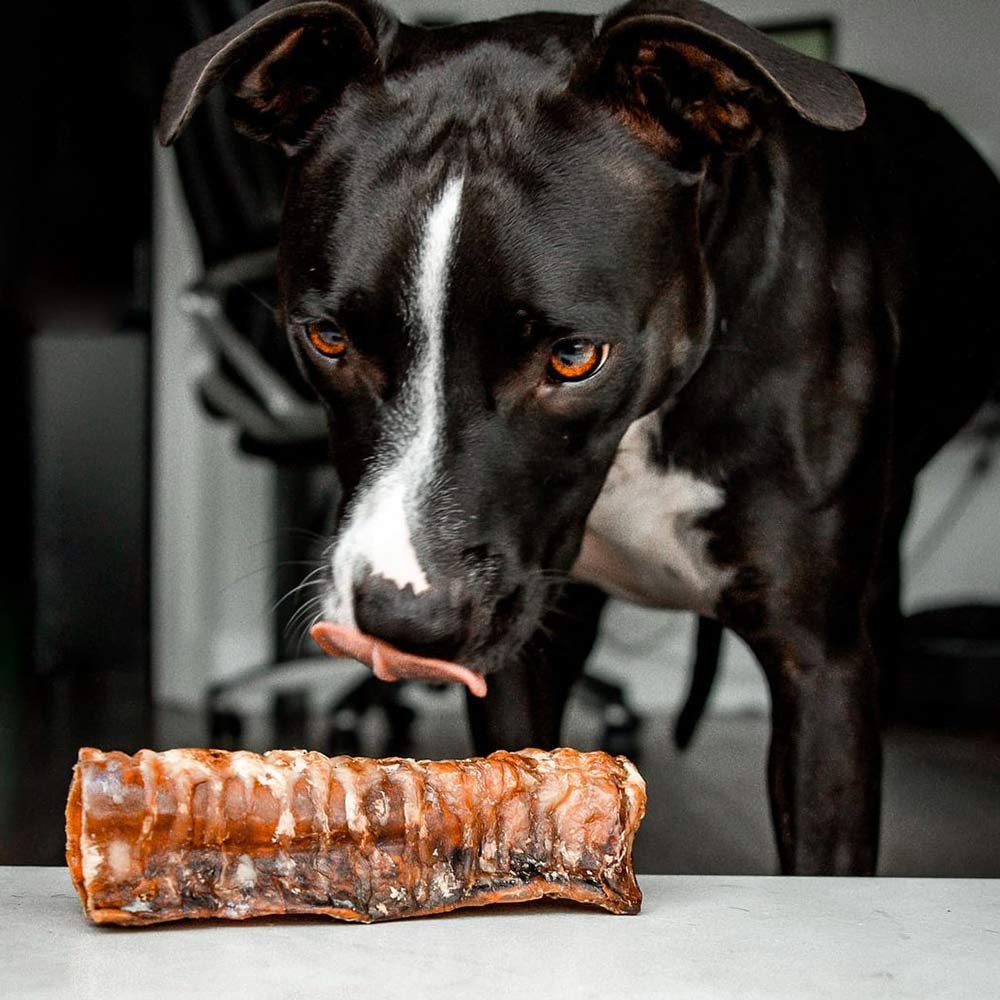 6" Beef Trachea - Only One Treats