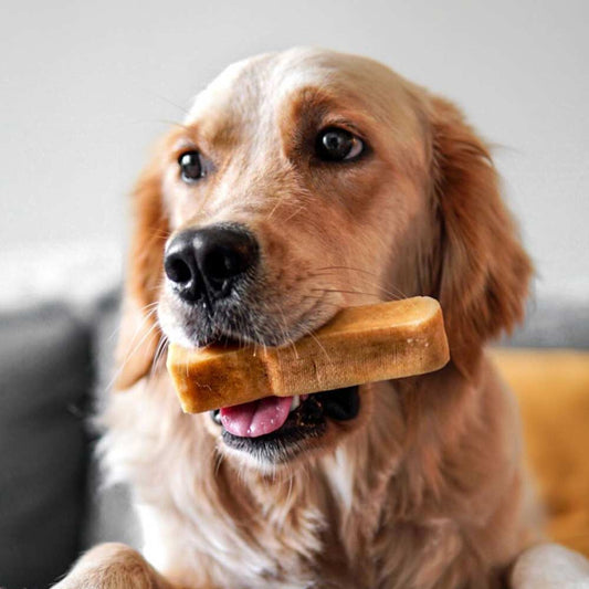 Medium Himalayan Yak Snak - Only One Treats