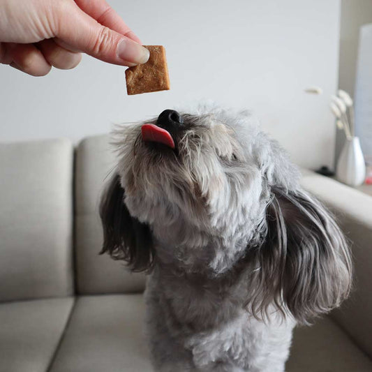 Soft Natural Peanut Training Treats 170g - Only One Treats